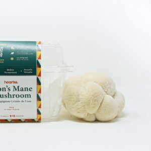 A picture of a packaged Lion's Mane mushroom. The mushroom has been removed and sits to the right of the packaging. 